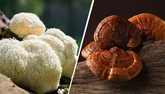 The Power of Reishi and Lion's Mane Mushrooms