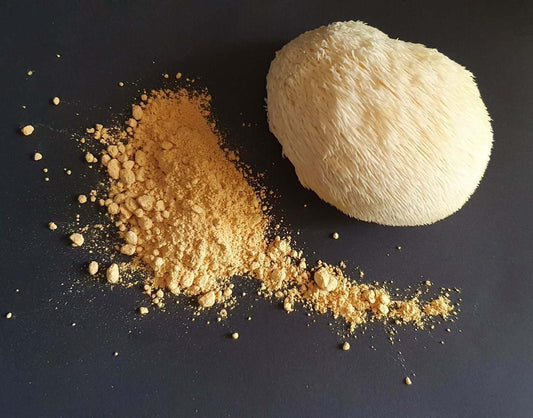 Lion's Mane Mushroom fruiting body with powder on black.
