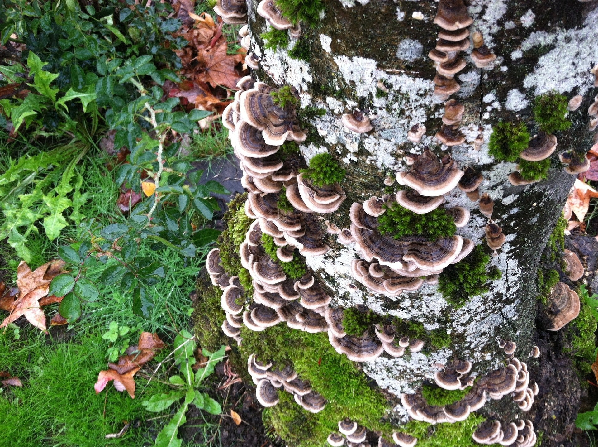 Turkey Tail