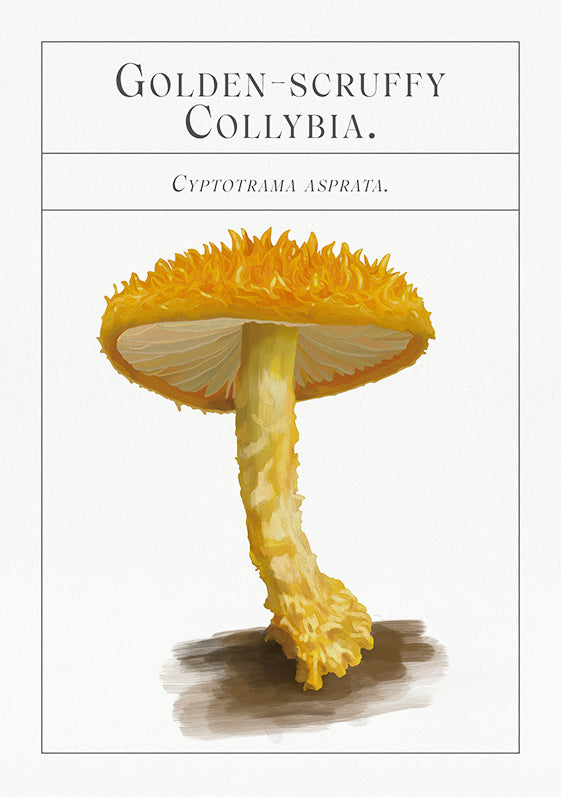 Deck of Mushrooms