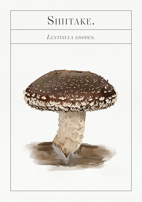 Deck of Mushrooms