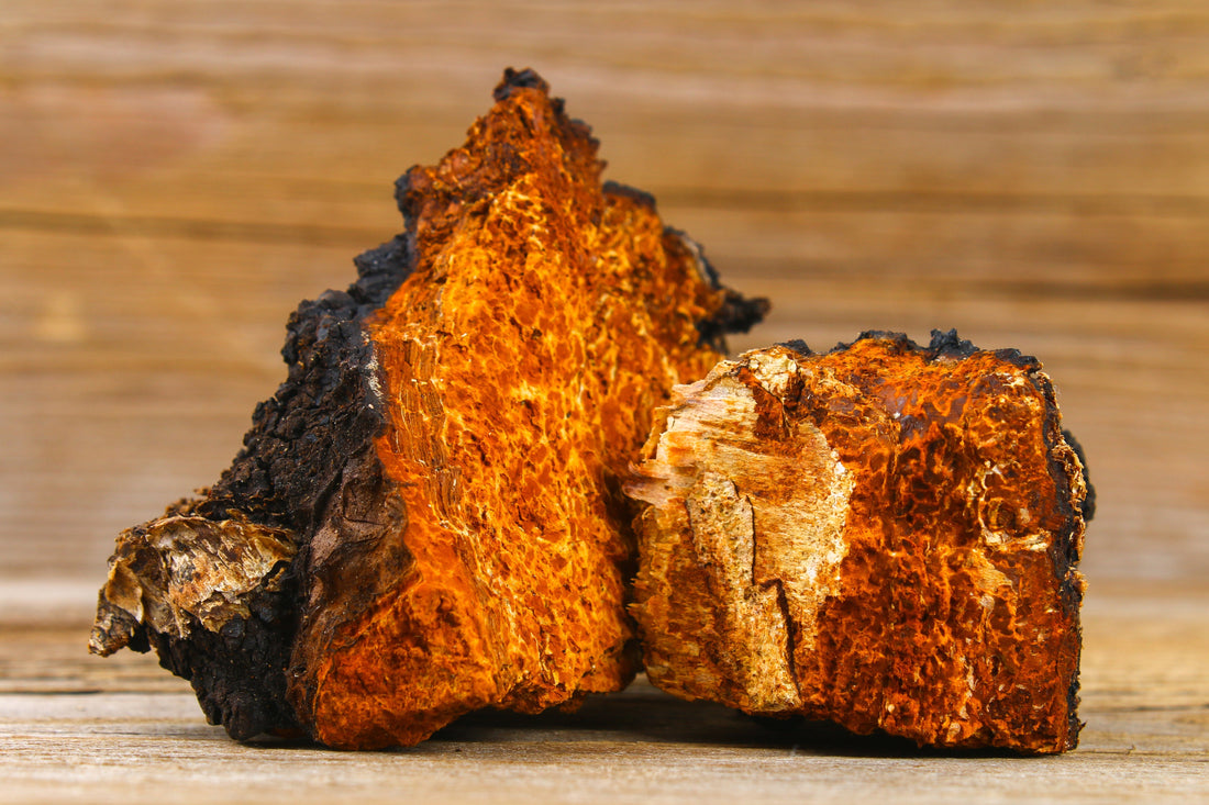 A lump of chaga mushroom on a timber bench