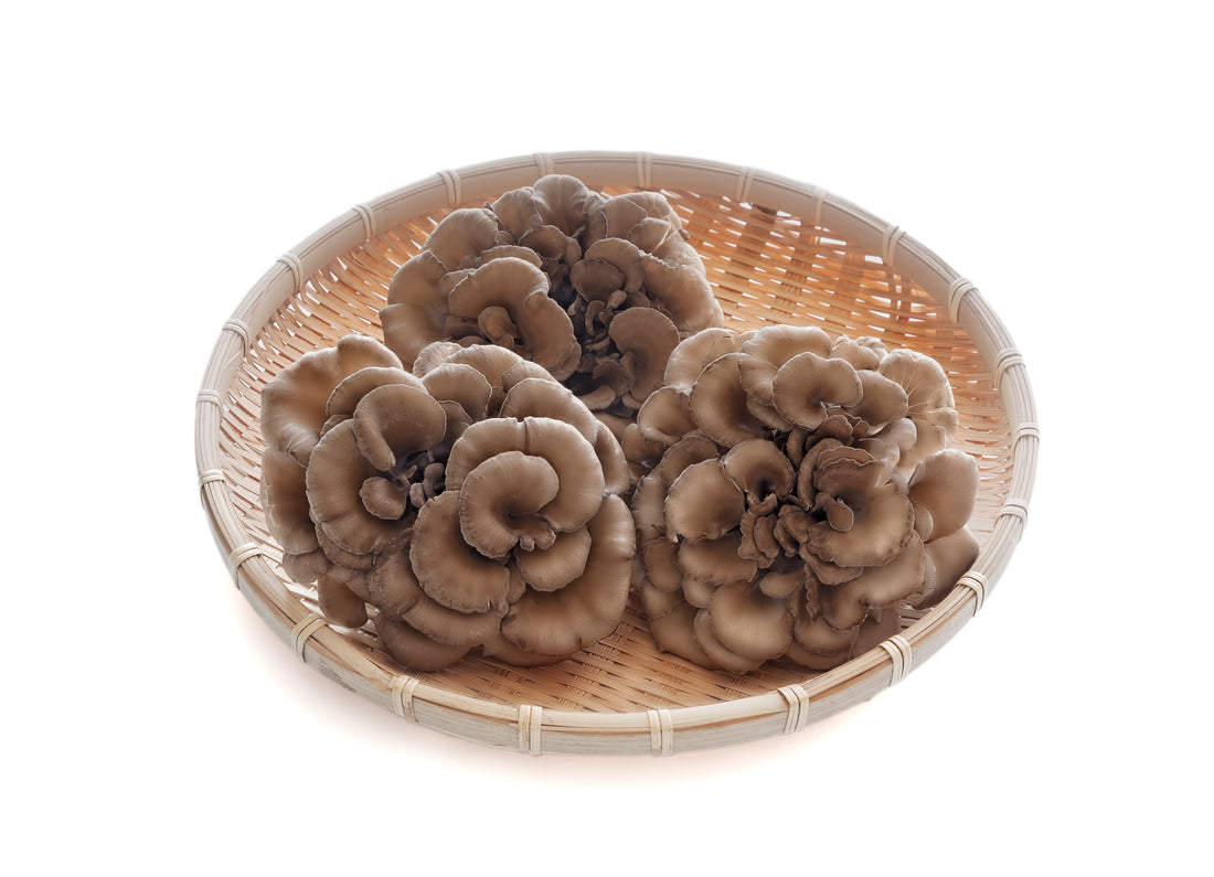 Maitake Mushroom: 5 Underestimated Health Benefits Backed by Science