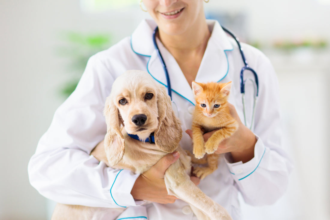 Medicinal Mushrooms for Pets: A Complete Beginner's Guide