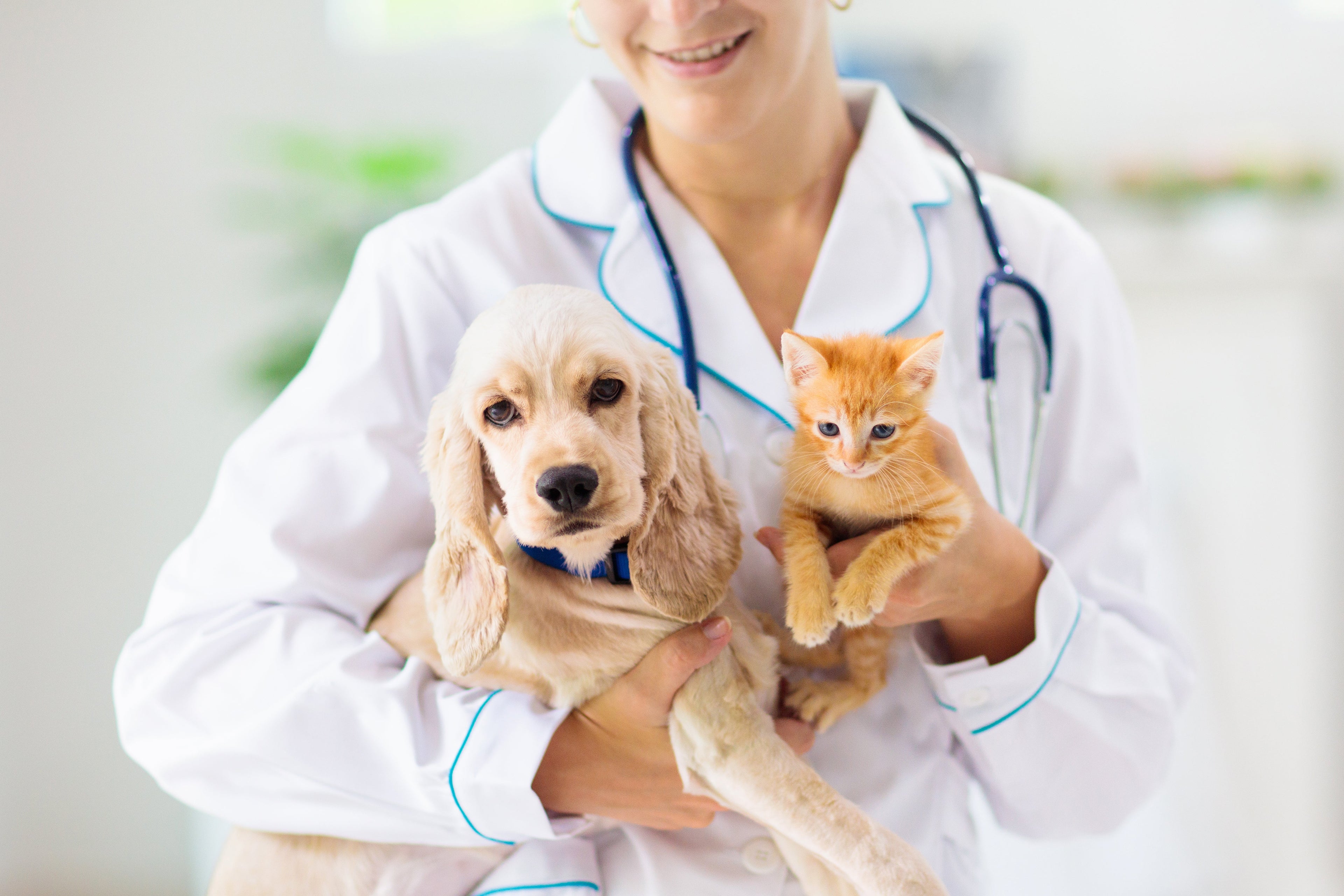 Medicinal Mushrooms for Pets: A Complete Beginner's Guide