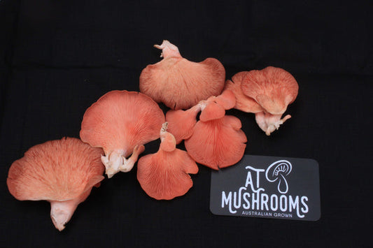 Pink Oyster Mushroom Dried