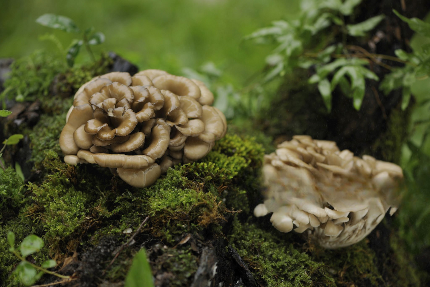 image of maitake mushroom