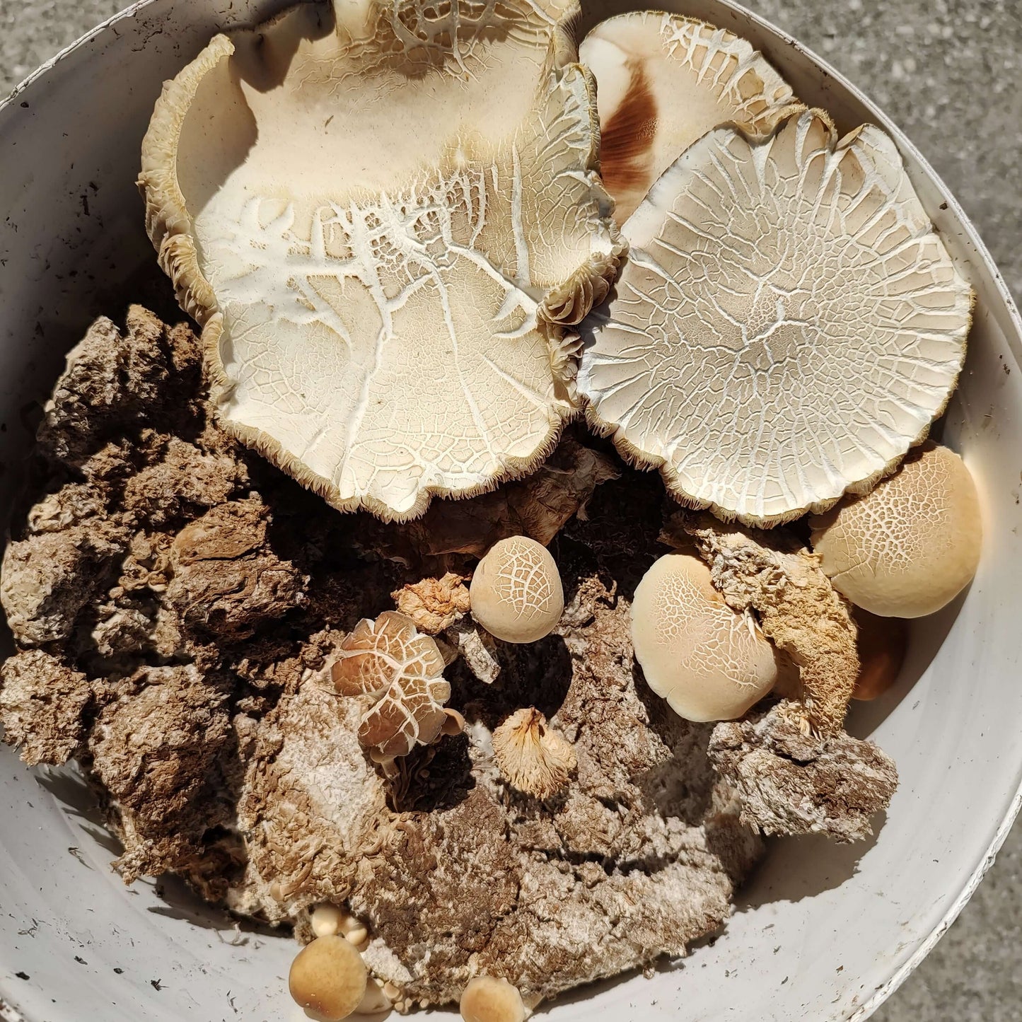 Mushroom compost | A.T. Mushrooms